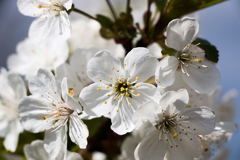 flower, cherry, tree, plant, aroma, spring, white, flowering plant HD wallpaper