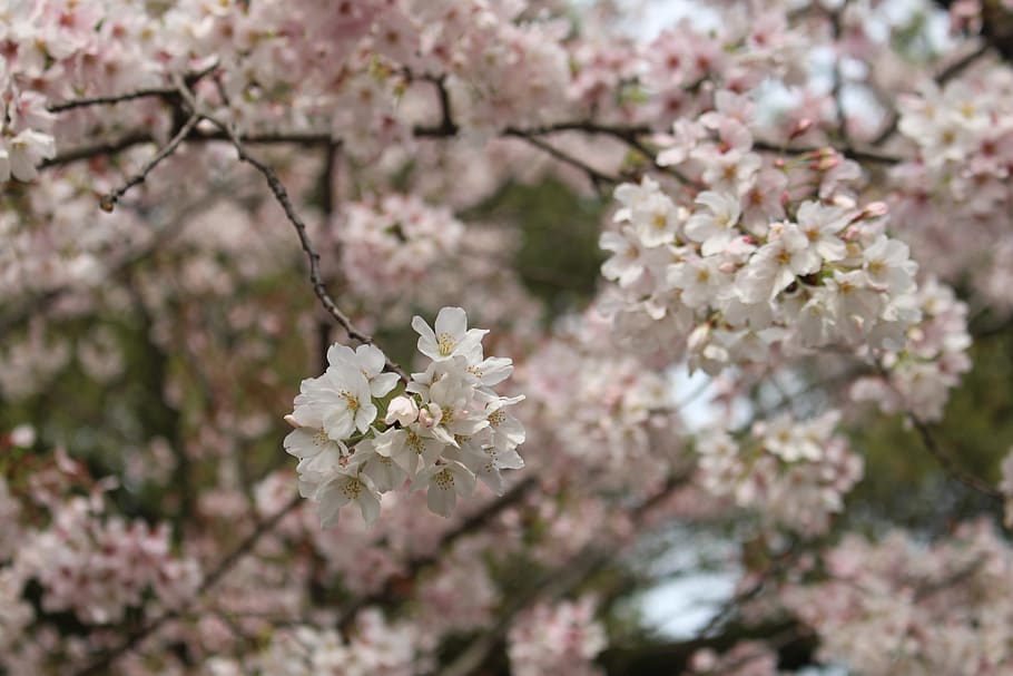 cherry blossom, tree, spring, flower, flowering plant, fragility HD wallpaper