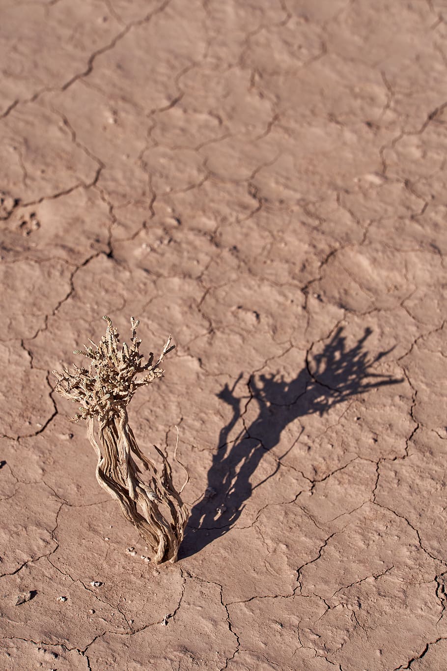 brown withered plant, climate, arid climate, dry, nature, land HD wallpaper