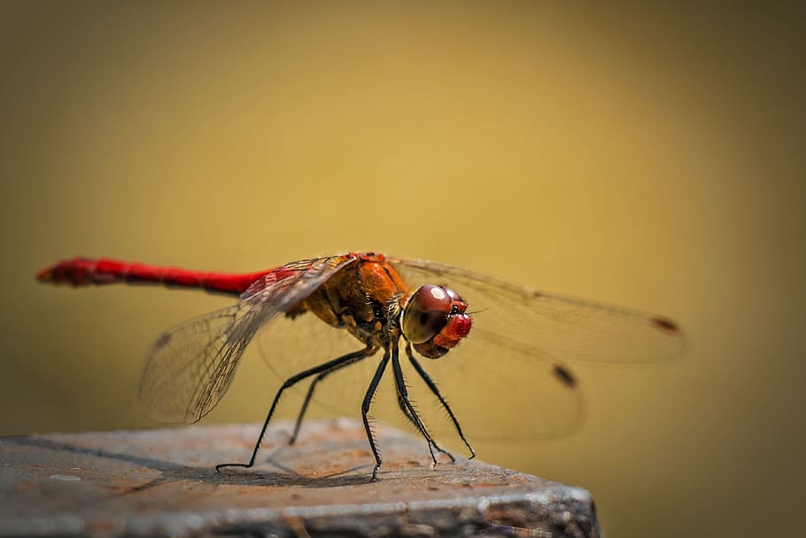 Red and Orange Dragonfly, close-up, insect, macro, animal themes HD wallpaper