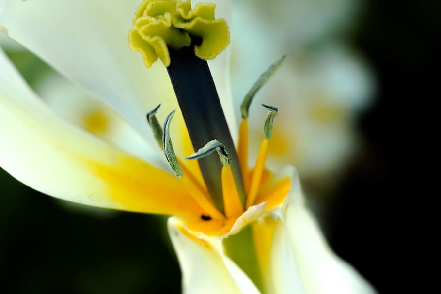 flower, flowering plant, vulnerability, fragility, freshness HD wallpaper