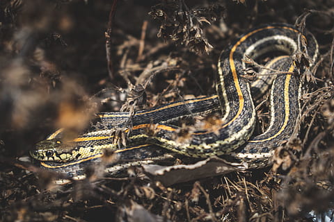 animal, snake, reptile, lizard, rock python, king snake, invertebrate HD wallpaper