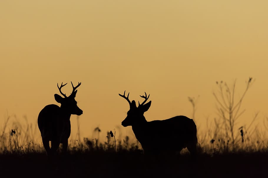 Silhouetted Whitetail Deer at Sunset in Forest with Mountain