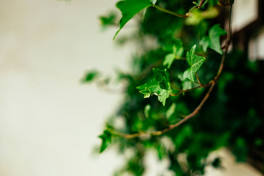 green leaf photography, plant, vegetation, ivy, tree, vine, vase HD wallpaper