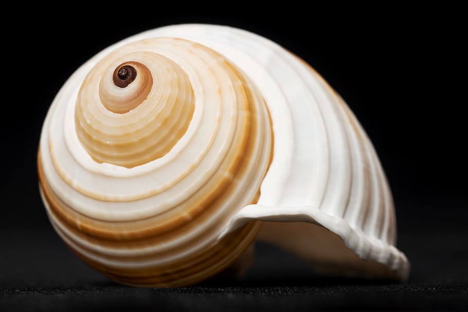 black, close-up, cockleshell, isolated, marinelife, seashell HD wallpaper