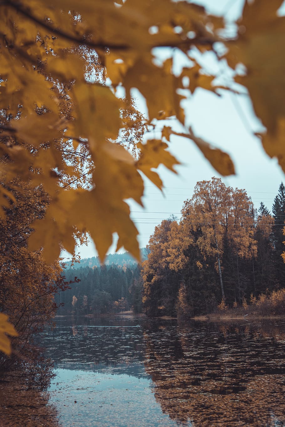 trees by river during daytime, plant, cherry blossom, flora, flower HD wallpaper