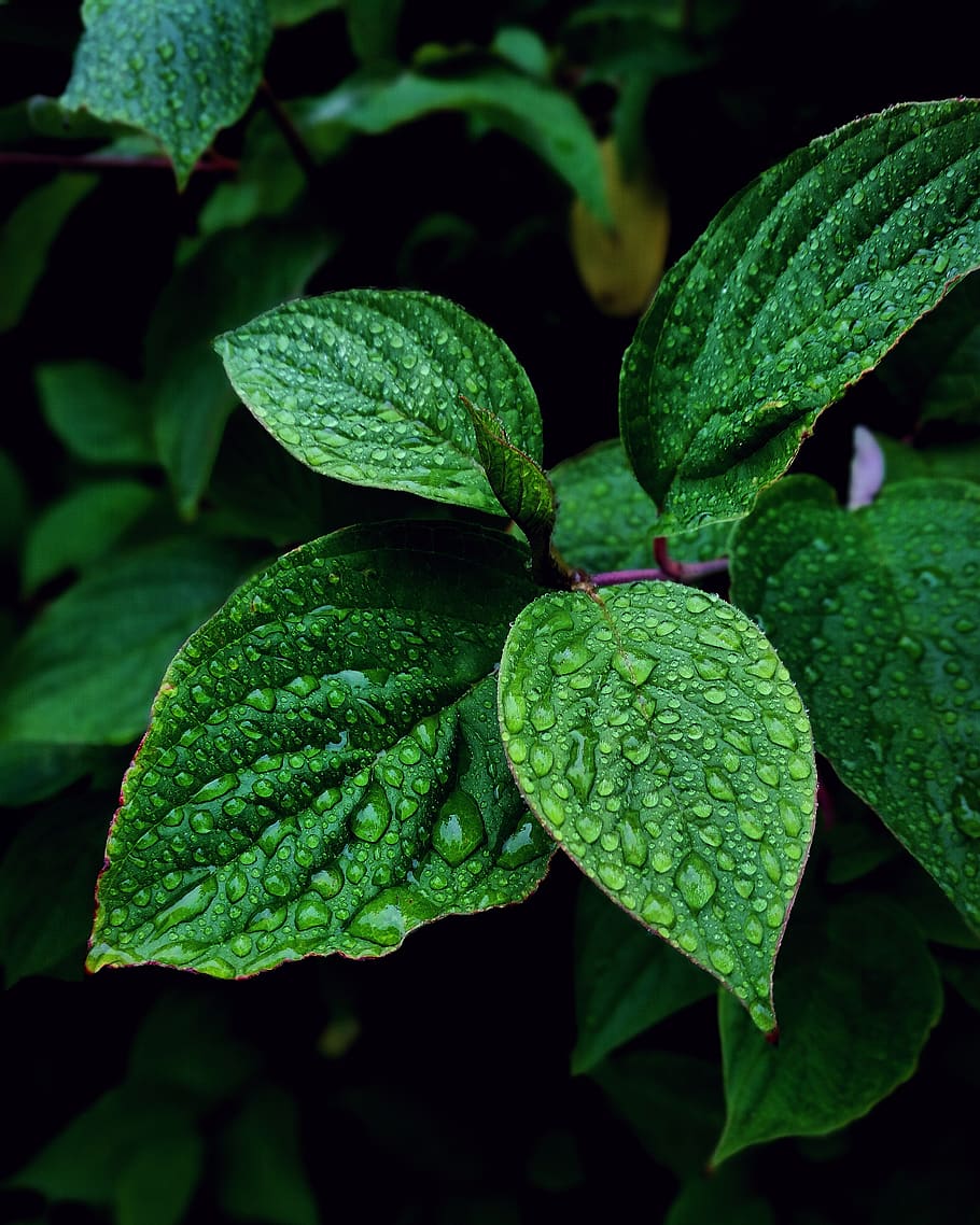 Selective-focus Photography of Leaves With Water Due, close-up HD wallpaper