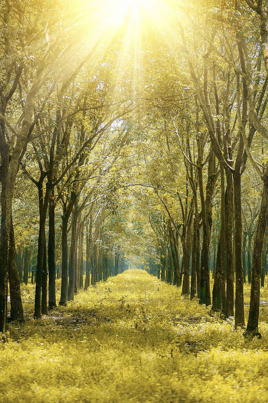 Scenic View of the Forest During Sunrise, branches, environment HD wallpaper