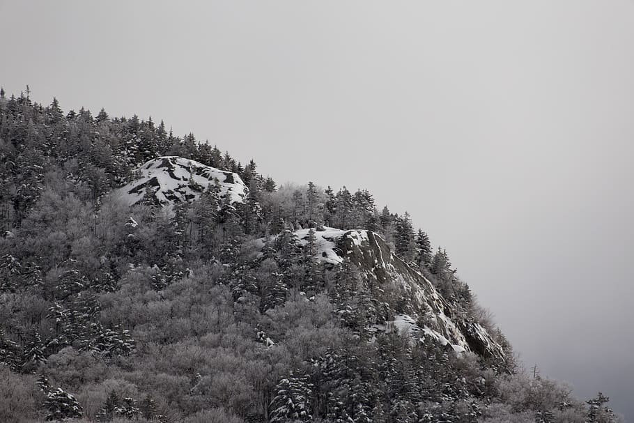 Green Leaf Plant on Mountain With Fog, black and white, clouds HD wallpaper