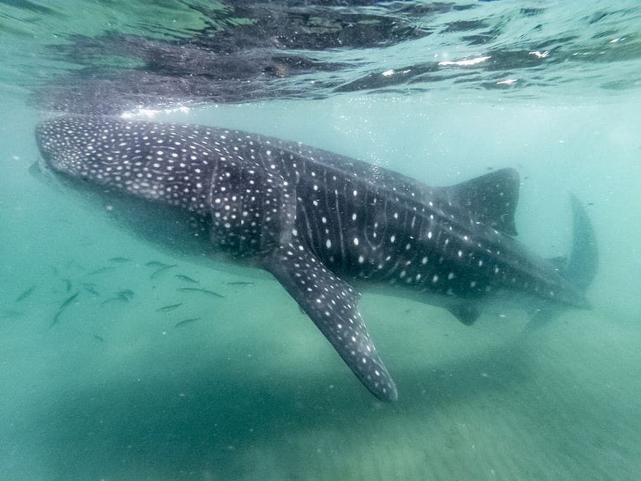 whale shark undewater, animals in the wild, animal wildlife, animal themes HD wallpaper