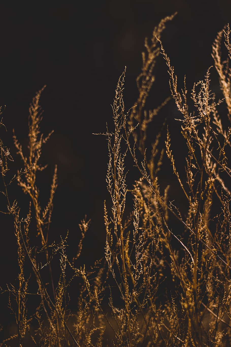 brown-leafed plant, night, nature, no people, beauty in nature HD wallpaper