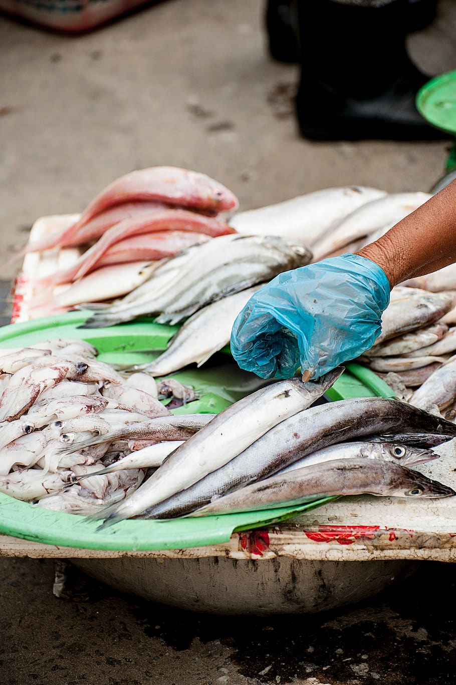 fish, seafood, squid, wet, market, vendor, food and drink, freshness HD wallpaper