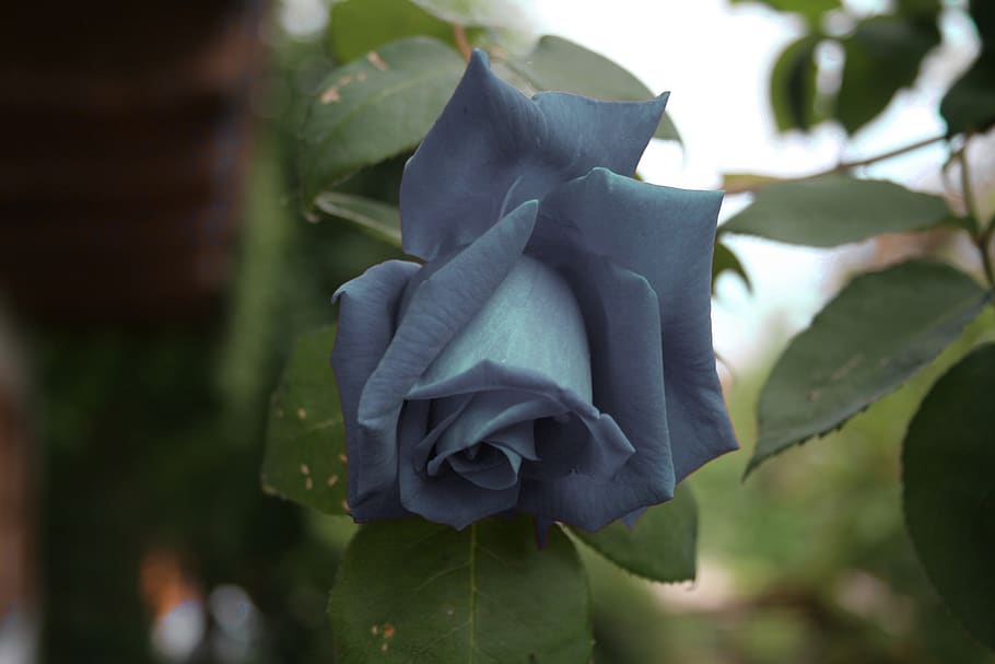 rose, grey, blossom, bloom, flower, watercolour, nature, cemetery HD wallpaper
