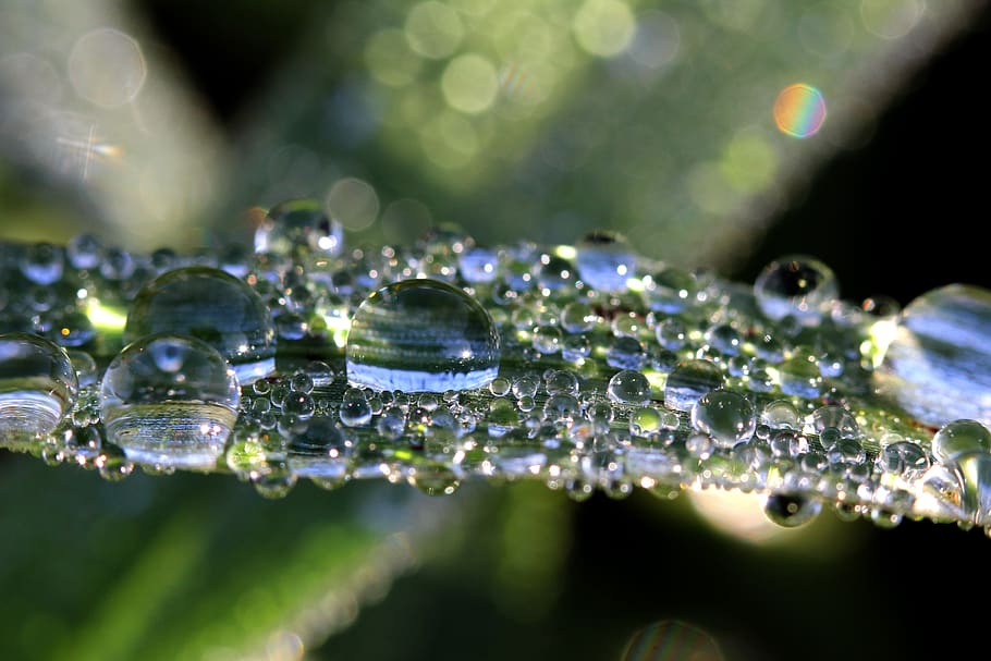Macro Photography of Plant With Water Droplets, blur, bubble HD wallpaper