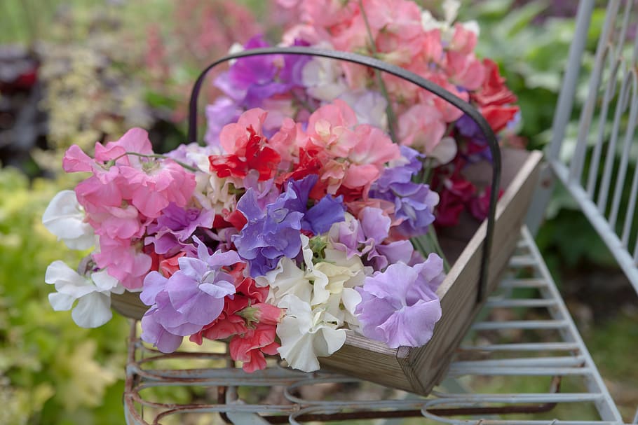florist, cut flowers, english garden, country garden, england, HD wallpaper