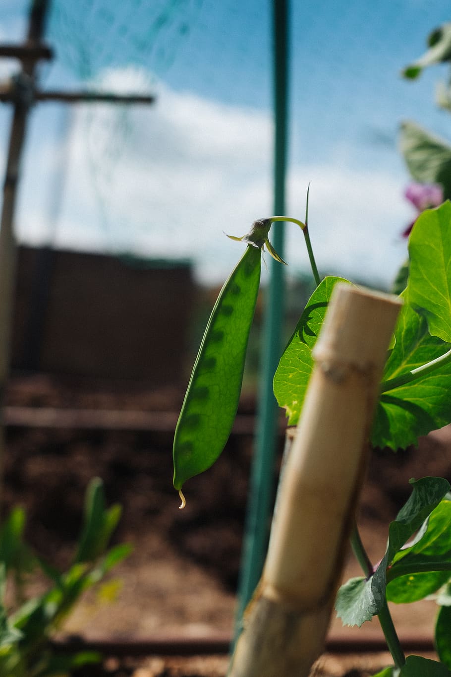 vegetables, vegetales, huerto, garden, urbangarden, hortalizas