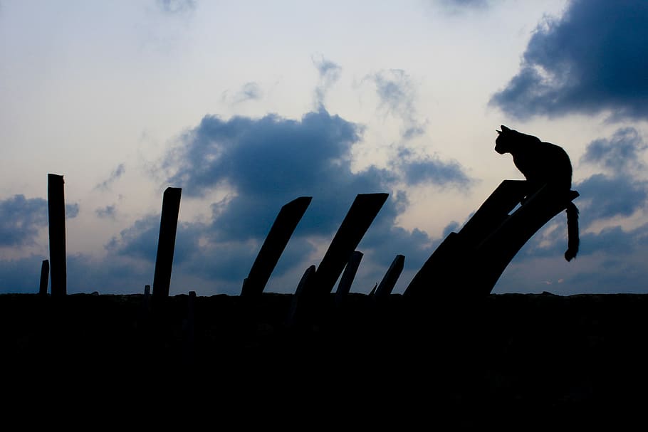 cat, night, clouds, silhouette, animal, sky, cloud - sky, sunset HD wallpaper