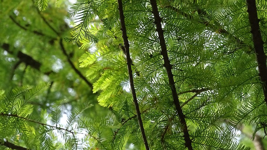 pine, leaf, foliage, tree, branch, green, nature, forest, wood, HD wallpaper
