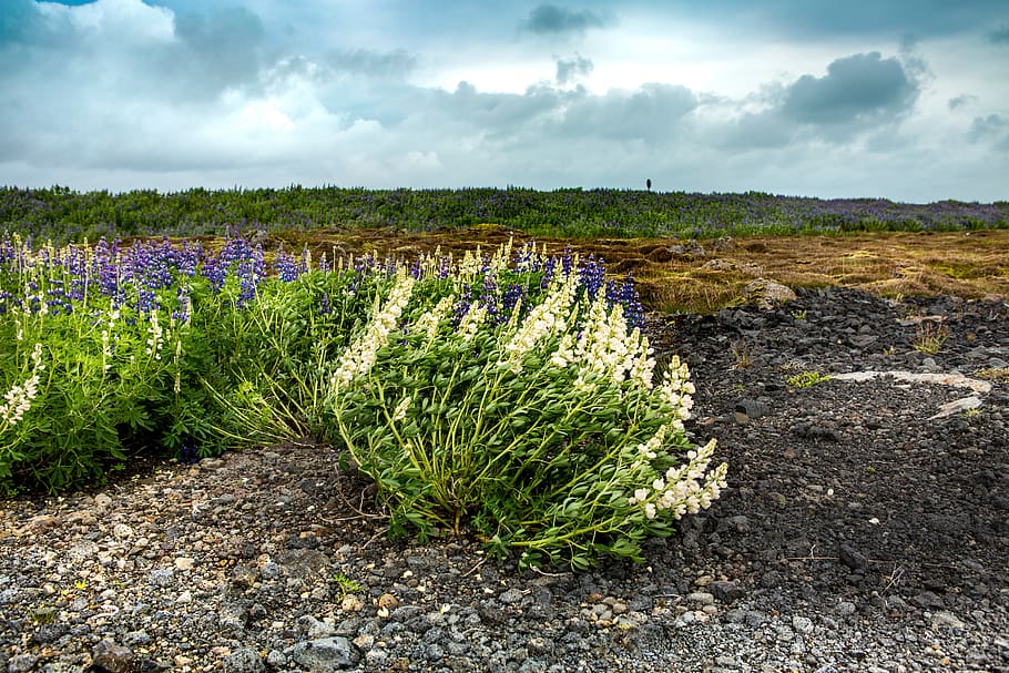 clouds, wind, field, iceland, flowers, moss, landscape, storm HD wallpaper