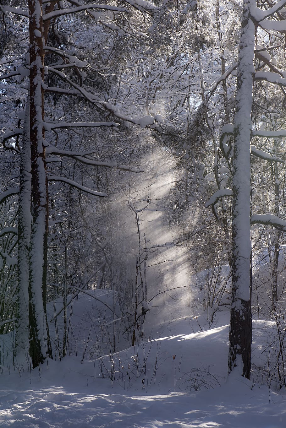 trees, light, sunlight, mood, landscape, mystical, sunbeam HD wallpaper
