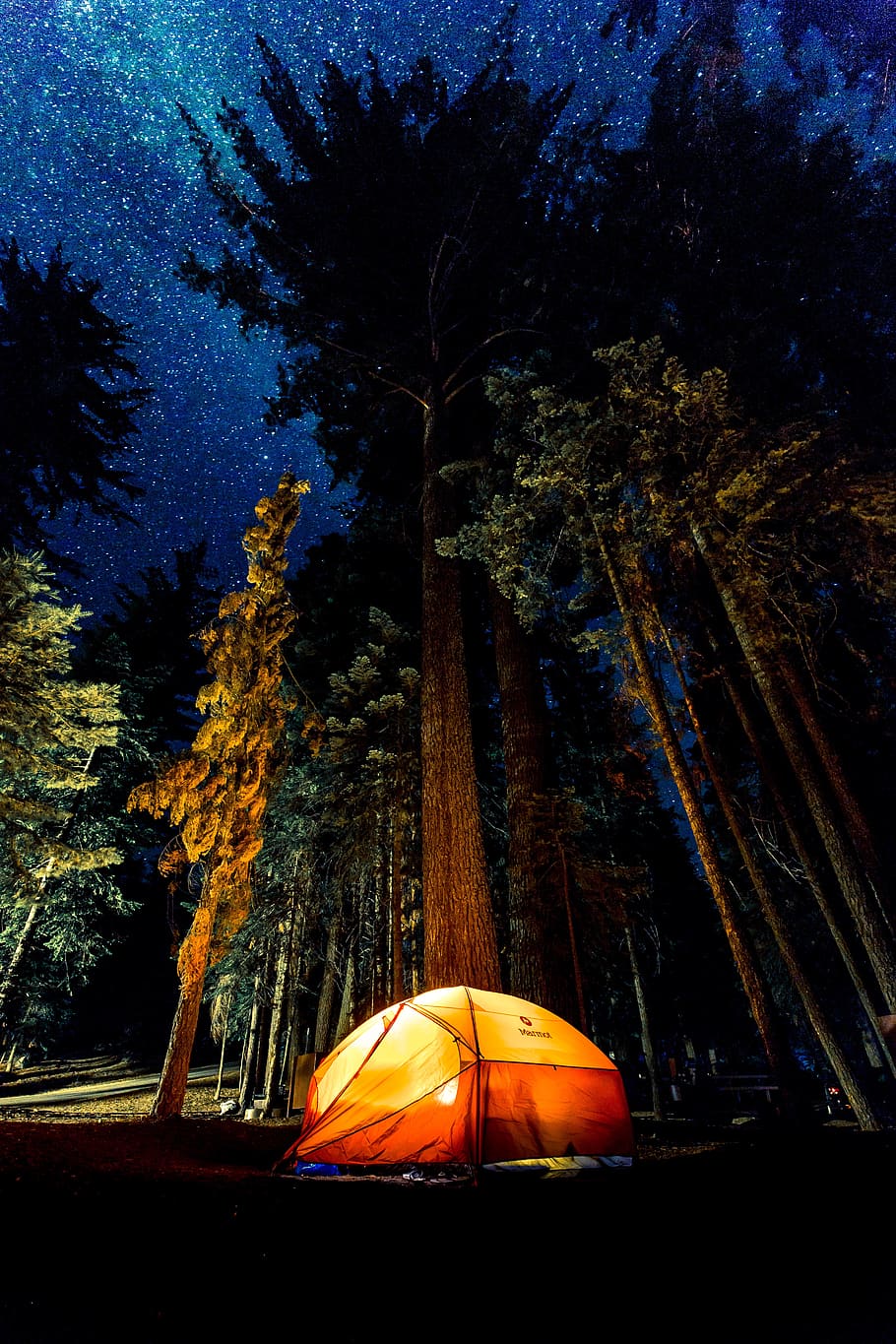 dark, night, trees, plant, forest, sky, stars, tent, lights HD wallpaper