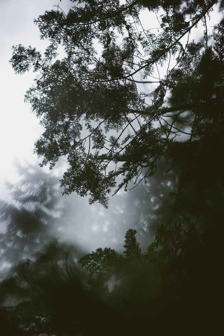 green-leafed tree, plant, sky, cloud - sky, low angle view, beauty in nature HD wallpaper