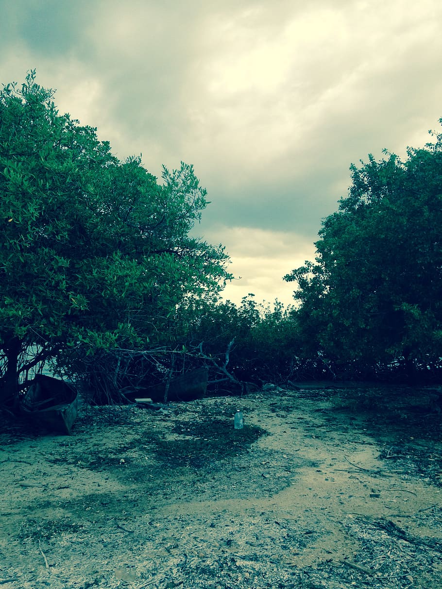 trees, beach, sand, boats, nature, plant, sky, cloud - sky HD wallpaper