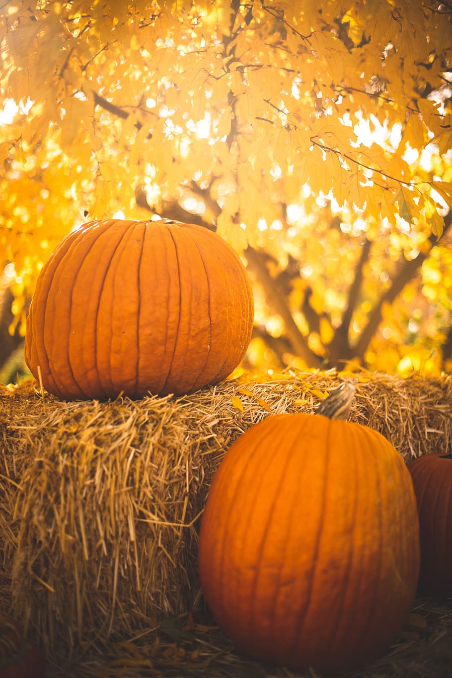 two yellow squash, autumn, food and drink, pumpkin, halloween HD wallpaper