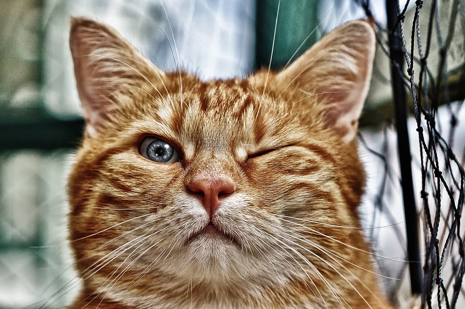wink, funny, cat, mackerel, red, pet, domestic cat, kitten HD wallpaper