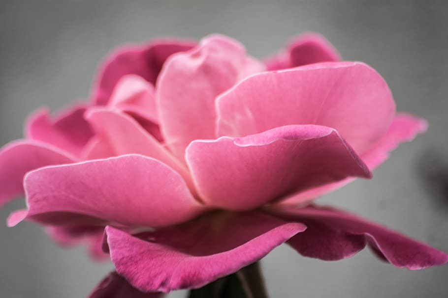 Photo of Pink Petal Flower, bloom, blossom, close-up, flora, nature HD wallpaper
