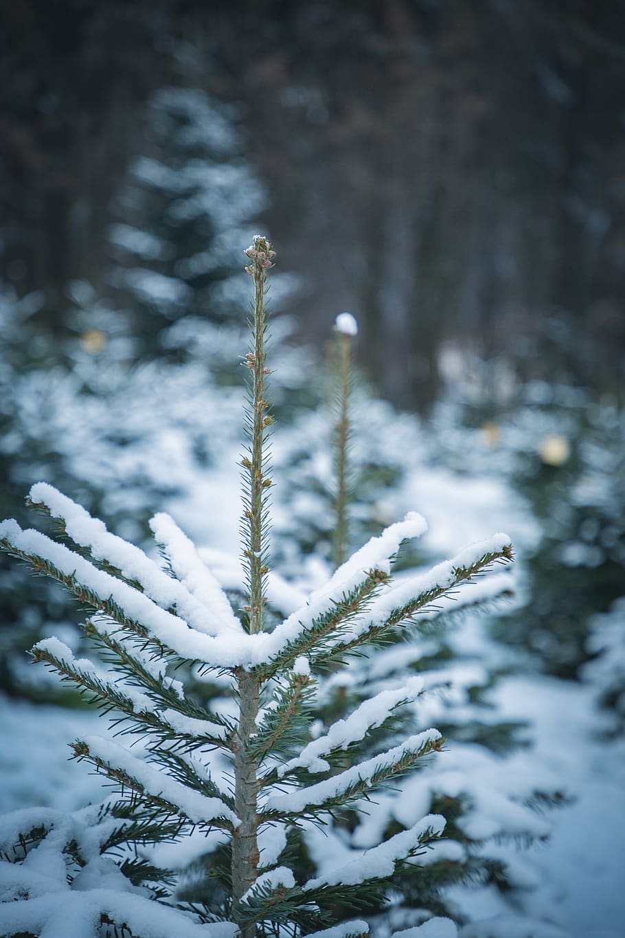 snow covered pine trees during daytim, plant, abies, fir, conifer HD wallpaper