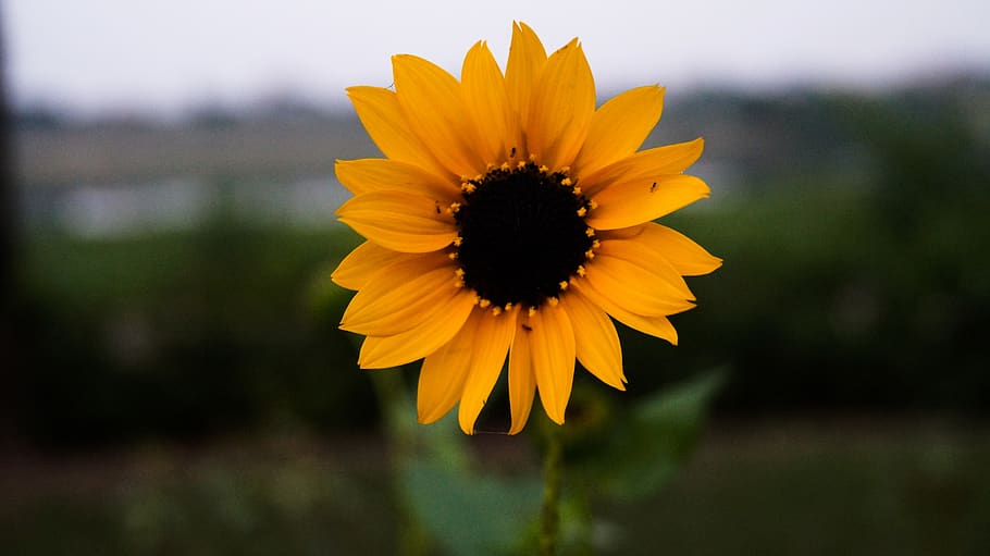 lucknow, sun flower, india, flowers, sun flowers, uttar pradesh, HD wallpaper