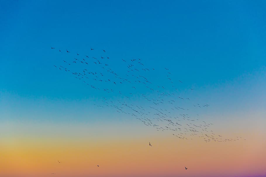 flight of birds soaring above air, animal, flock, sky, fly, group, HD wallpaper