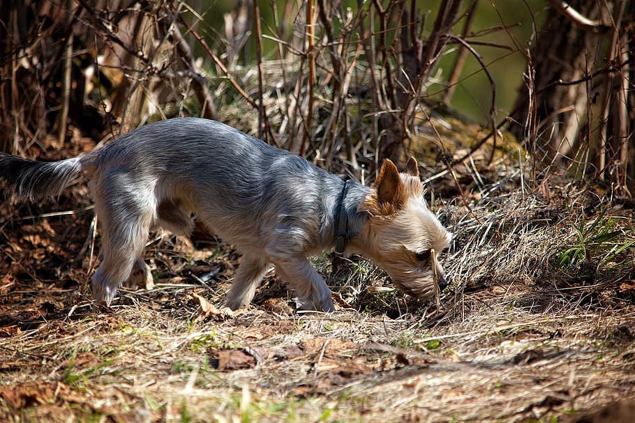 dog, out, spring, nature, sniffing, explore, yorki, small dog HD wallpaper