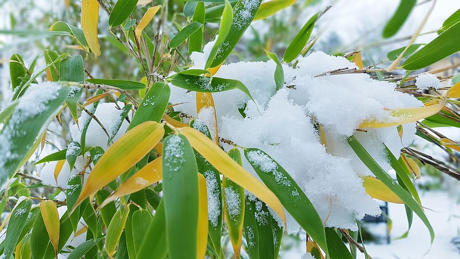 winter, bamboo, snow, cold, frozen, plant, leaf, growth, plant part HD wallpaper