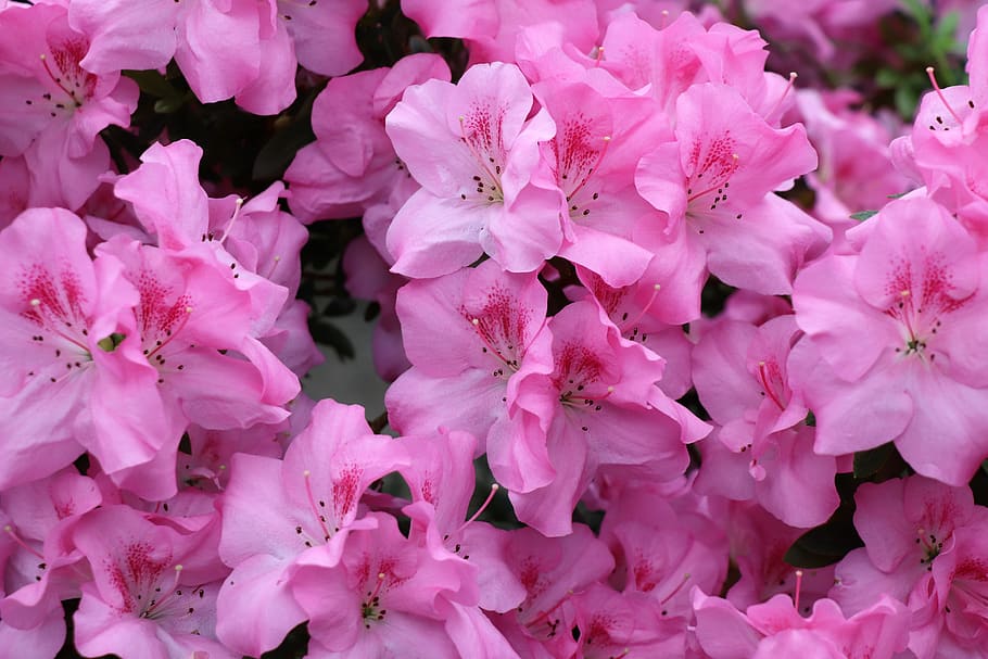 flowers, azalea, bush, spring, pink, nature, bloom, flora, garden HD wallpaper