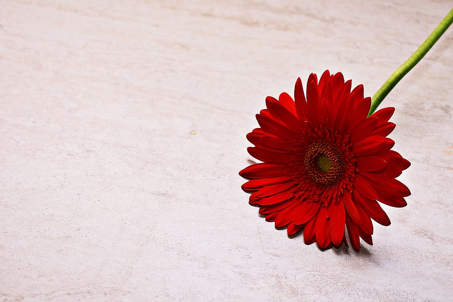 red, bloom, blossom, plant, nature, petals, summer, garden HD wallpaper