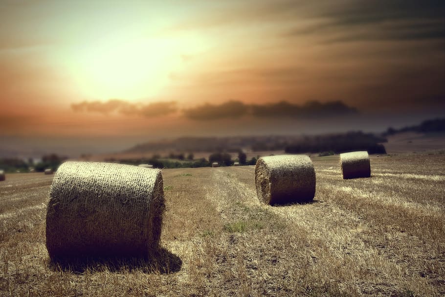 wheat, fields, old, rustic, agriculture, golden, summer, sun HD wallpaper