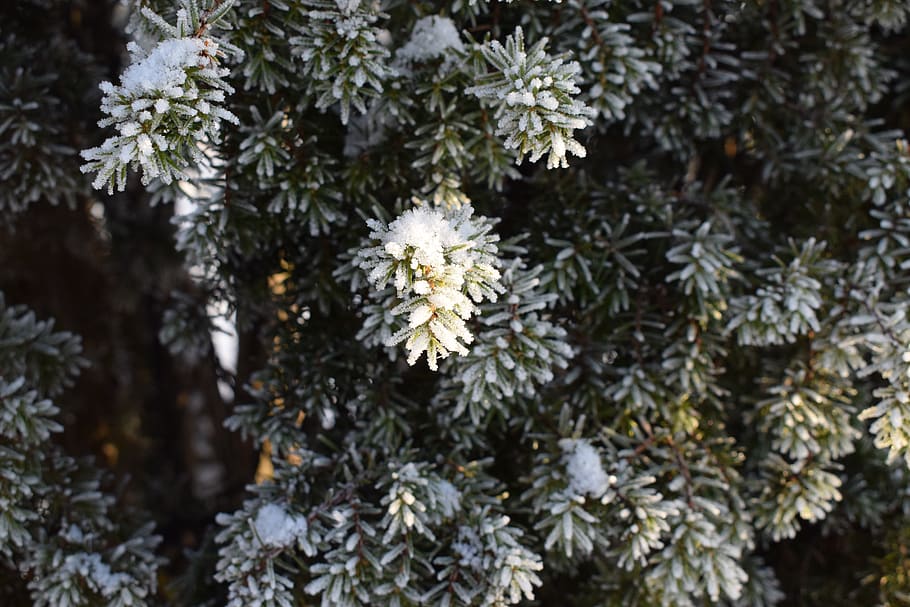 Snow-covered Leaves, branch, color, conifer, environment, evergreen HD wallpaper