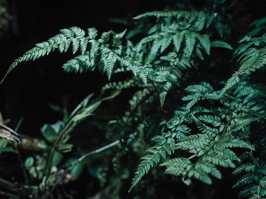 plant, close-up, nature, growth, no people, tree, green color HD wallpaper