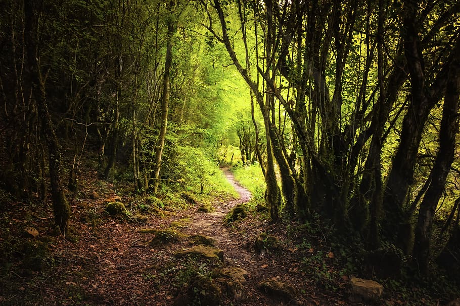forest, path, light, sun, romantic, landscape, autumn, nature HD wallpaper