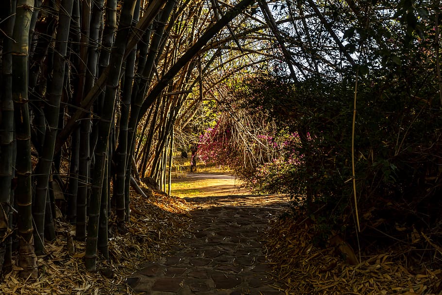 trees, walkway, plant, direction, the way forward, nature, growth HD wallpaper