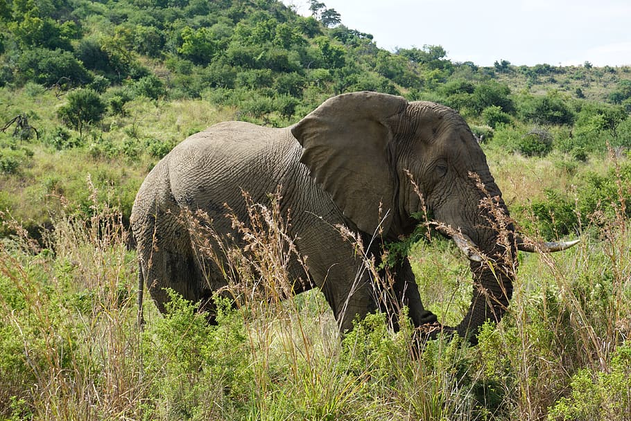 elephant standing on green grass, wildlife, mammal, animal, plant HD wallpaper
