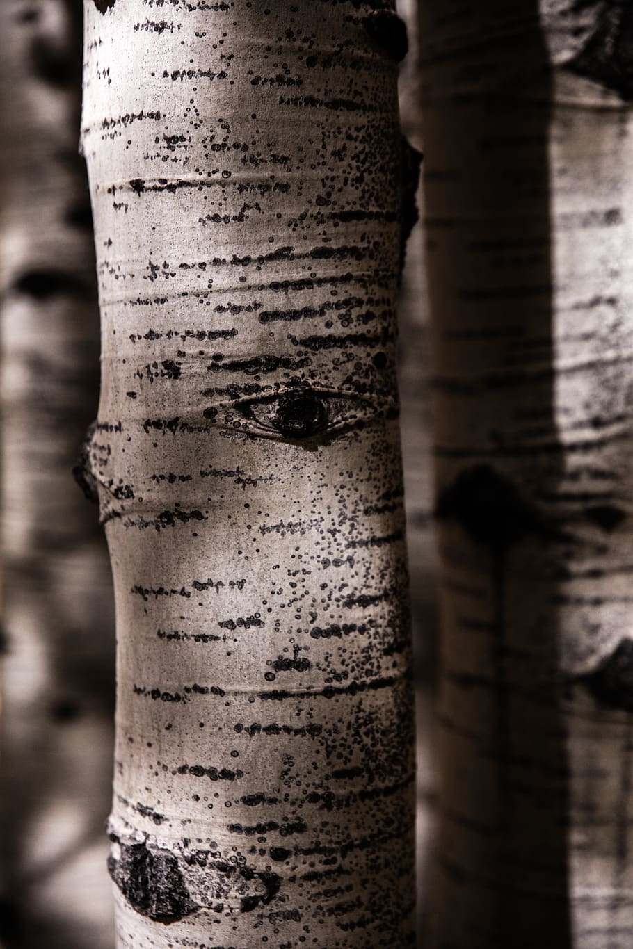 tree trunk, close-up, architectural column, no people, architecture HD wallpaper