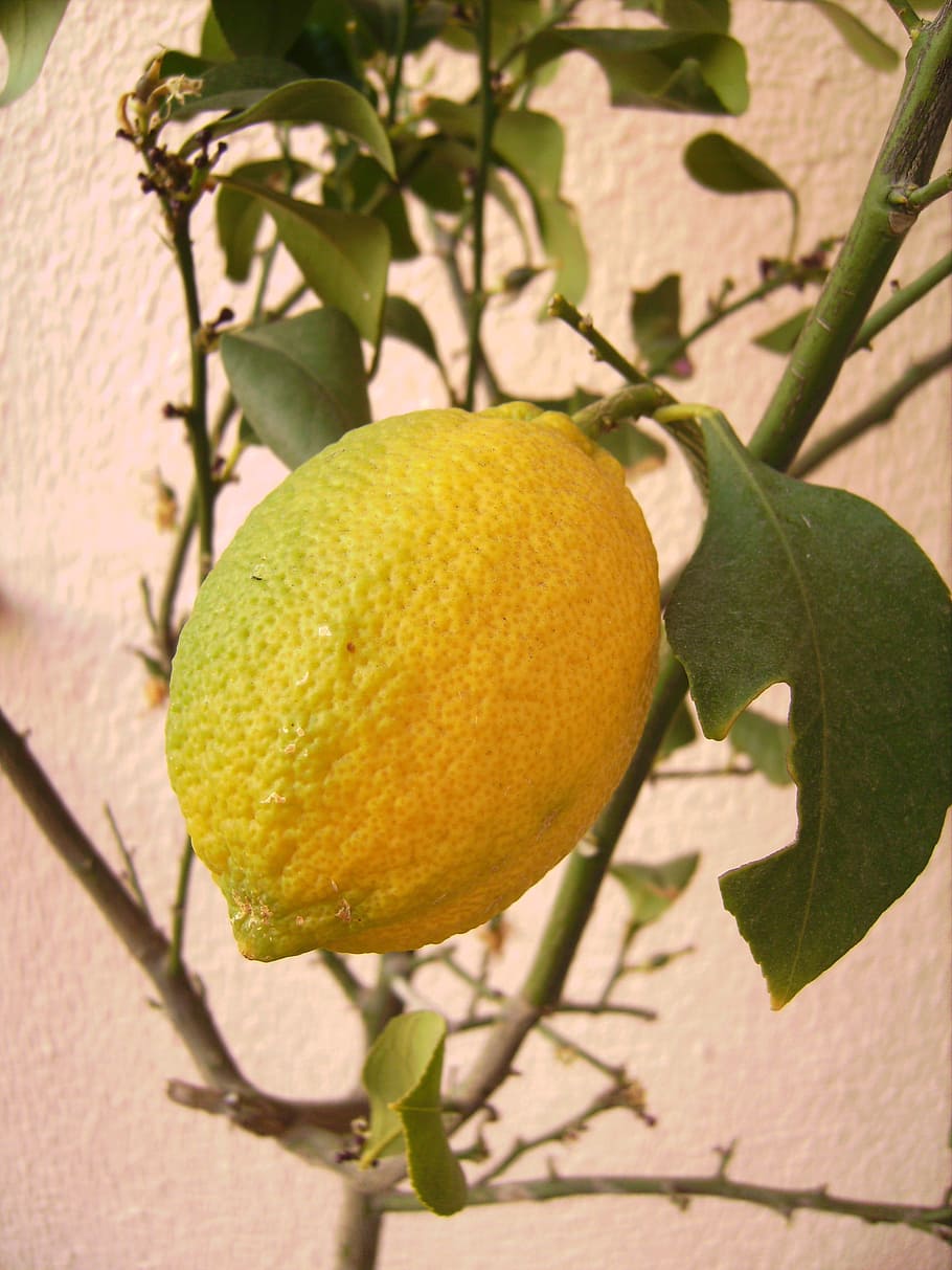 lime, lemon, fresh, food, nature, fruit, citrus, sour, plant part HD wallpaper