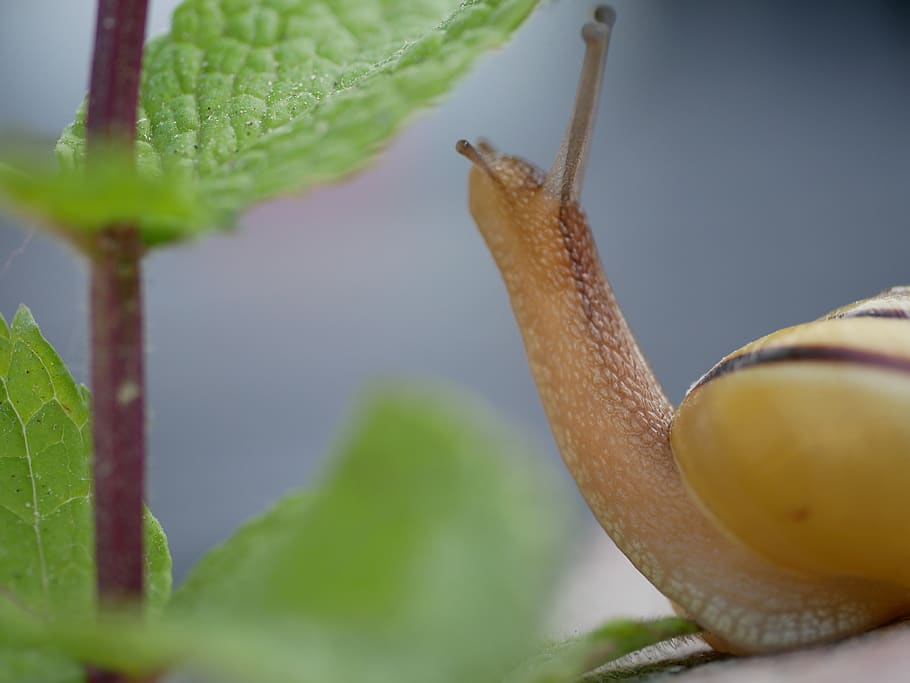 snail, close up, shell, crawl, animal, probe, snail shell, creature HD wallpaper