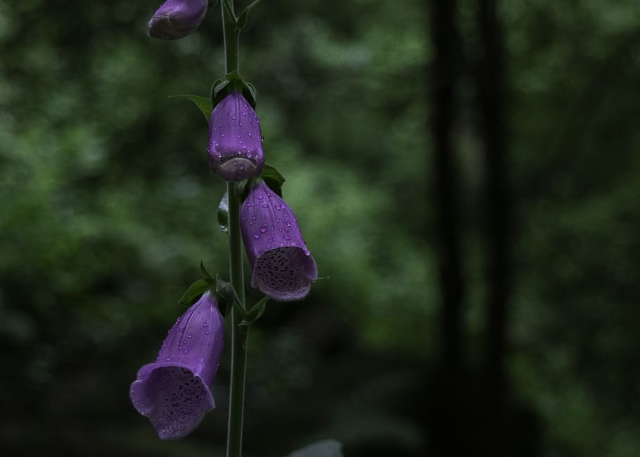 flowers, nature, purple, plant, flowering plant, beauty in nature HD wallpaper