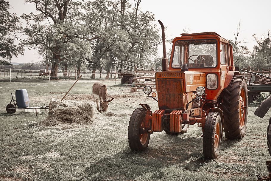 tractor, farm, donkey, red, hay, plant, field, tree, transportation HD wallpaper