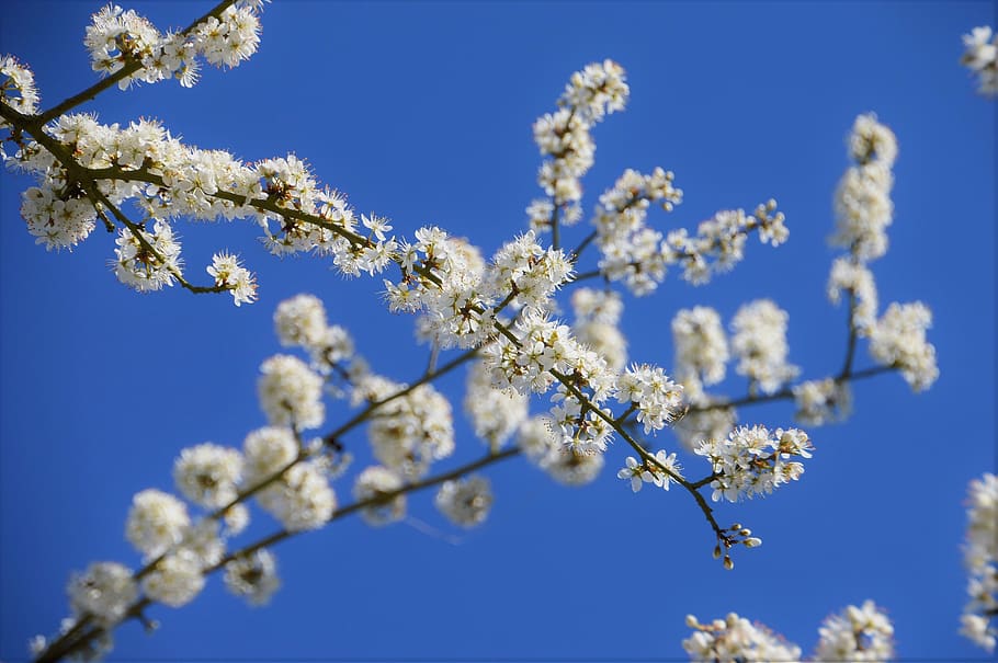 cherry, tree, branch, japanese, white, flowering, fulfillment HD wallpaper