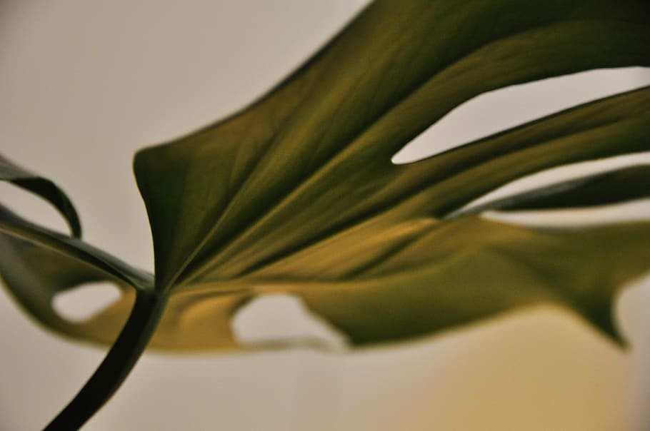 green-leafed plant, close-up, no people, indoors, freshness, studio shot HD wallpaper